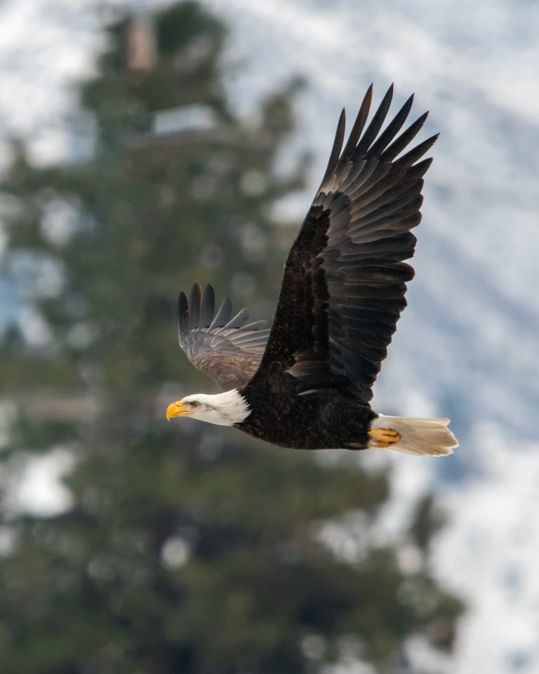 Bald Eagle Flying covering the United States